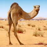 Camel Pictures - Kids Search